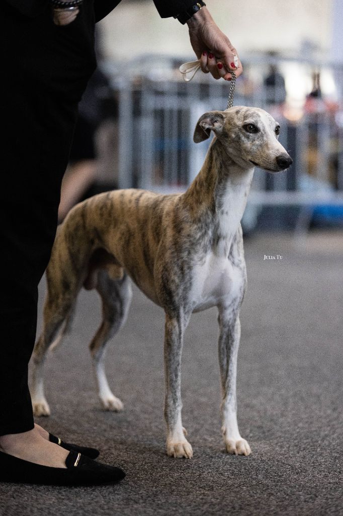 CH. Rêve de minky De La Truffe Sacrée