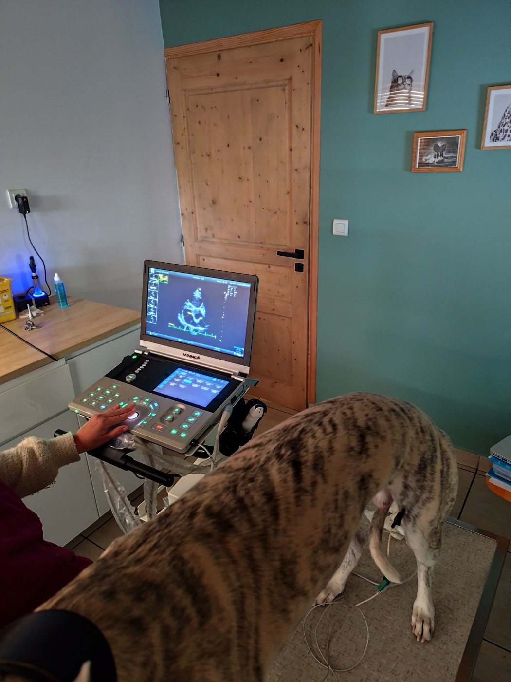 Minky's Angels - Échographie Cardiaque