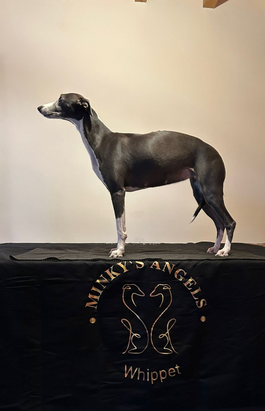 48 jour de gestation