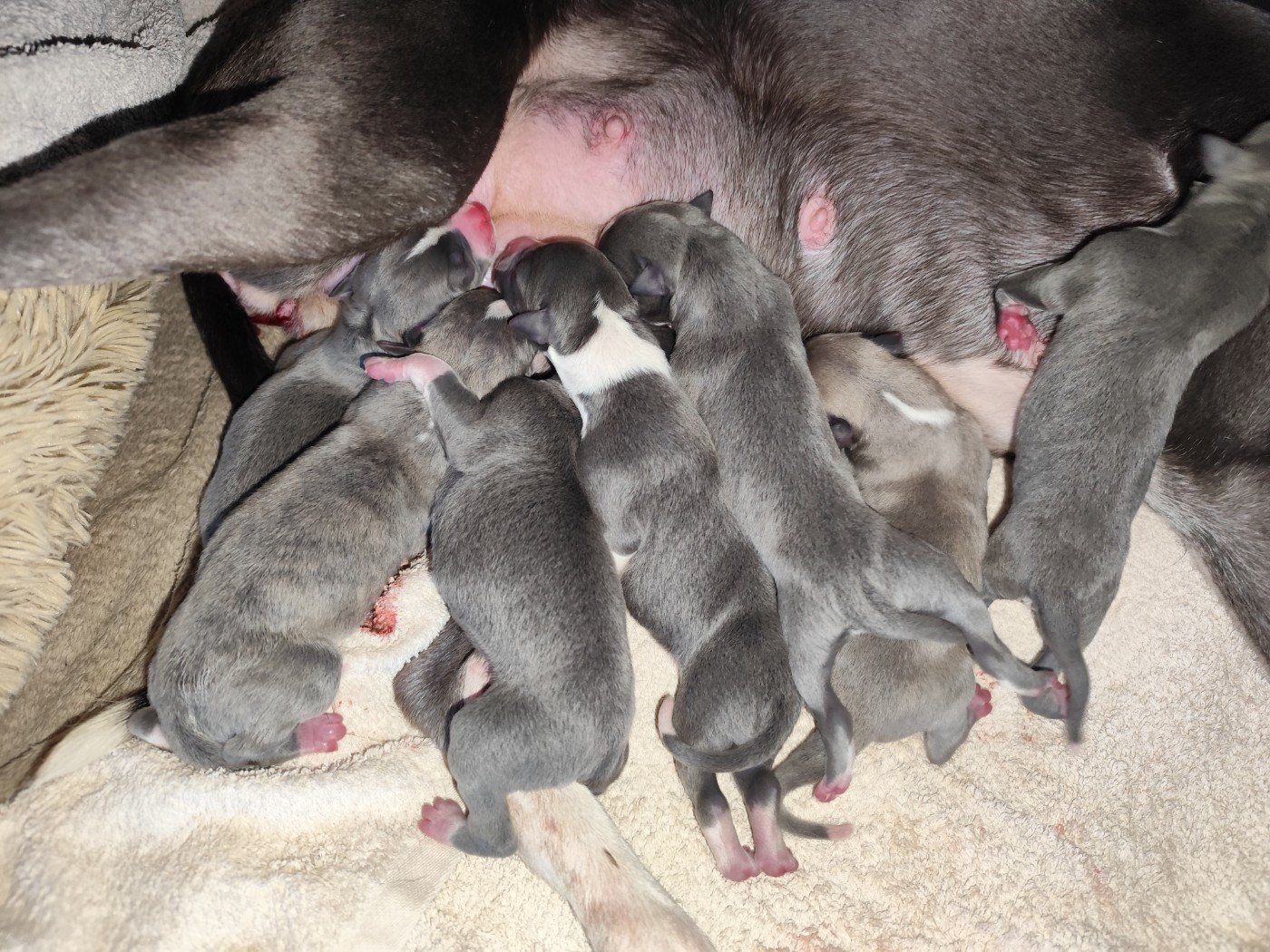 Les Minky's Angels sont nés le 01.02.2026