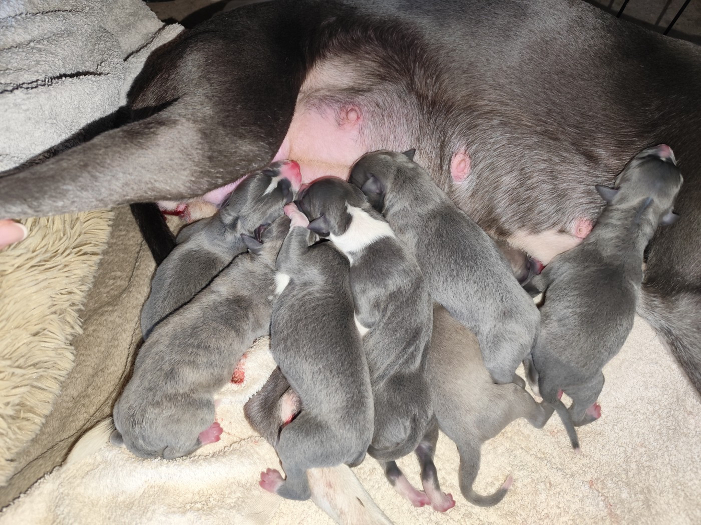 Minky's Angels - Whippet - Portée née le 01/02/2026